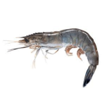 HOSO shrimp – Head-On Shell-On