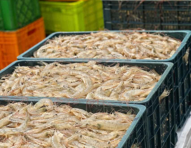 Source high quality shrimp