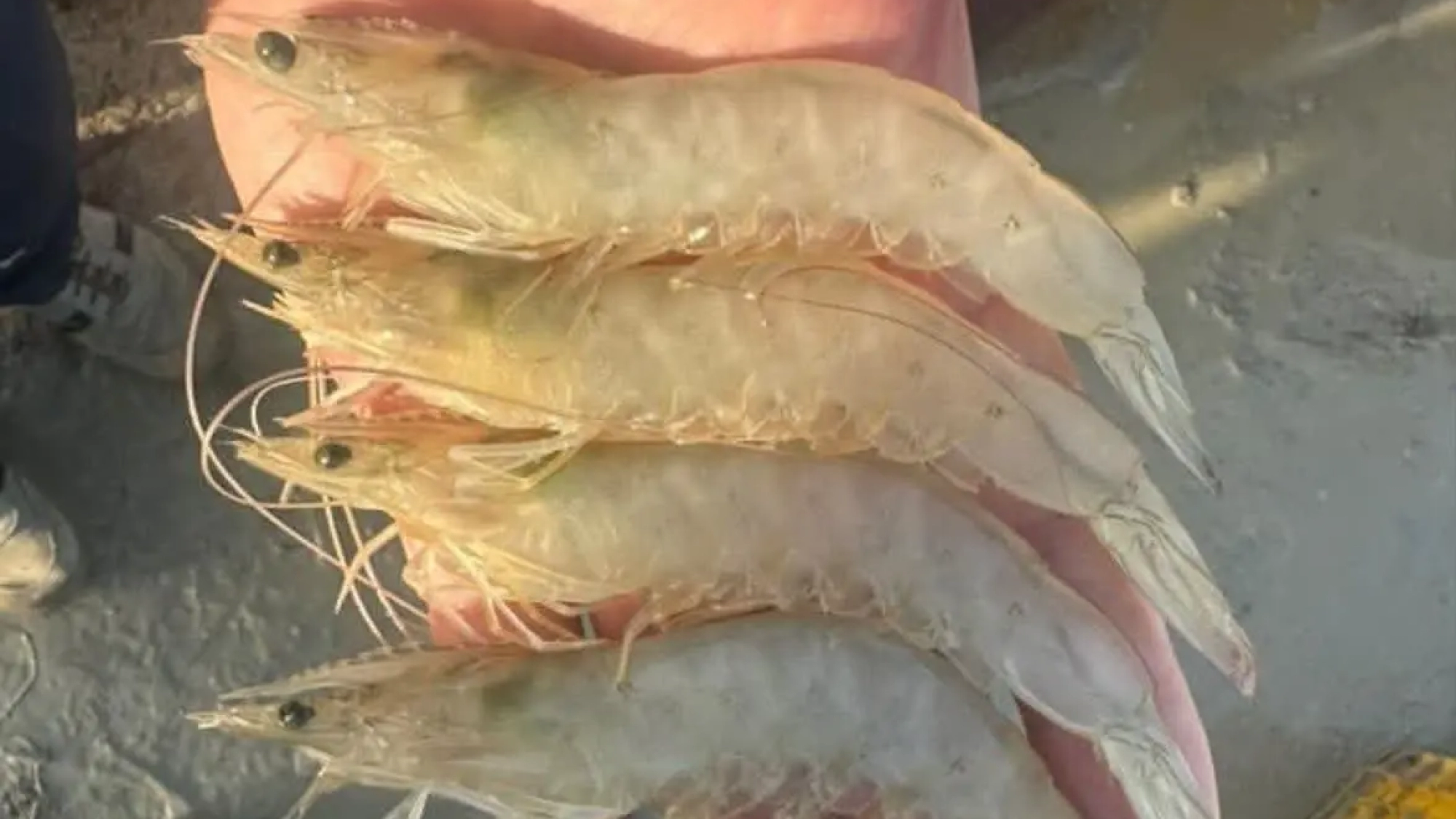 fresh vannamei shrimp (whiteleg or pacific white shrimp) shown after harvest for seafood trade