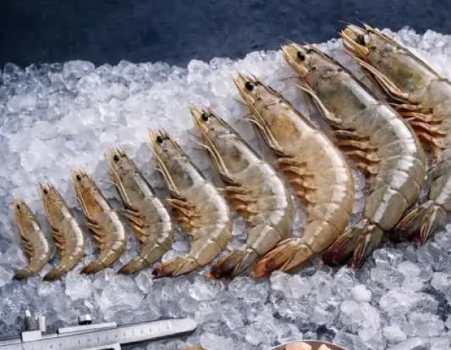 vannamei shrimp size guid